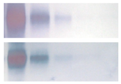 蛋白抗体标记生物素 荧光标记 酶标记物 螯合标记 藻胆蛋白 ICG标记 IgG纯化分离 交联剂
