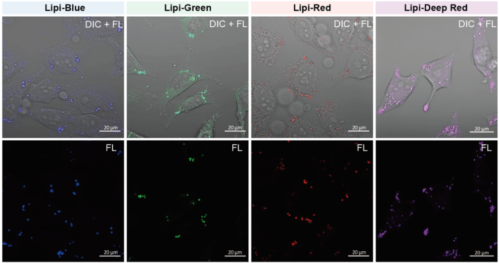 Lipi-Green试剂货号：LD02 脂滴检测（绿色）