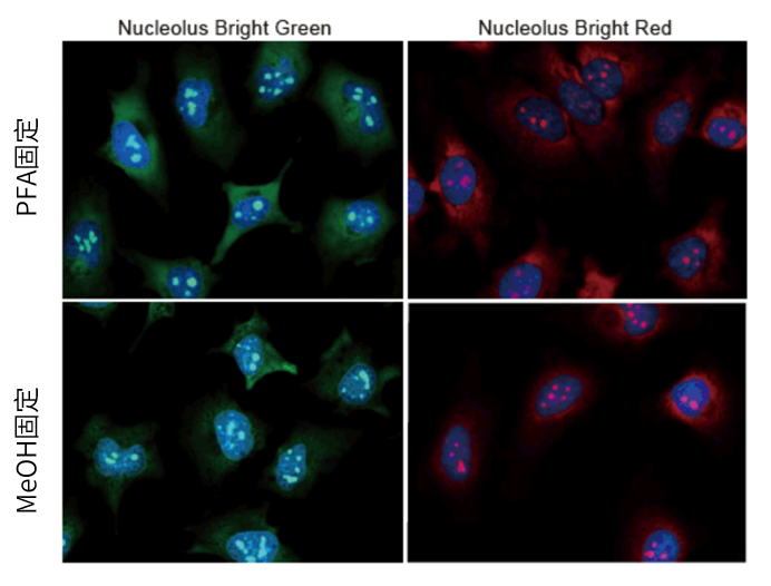 Nucleolus Bright Green试剂货号：N511 核仁荧光染色试剂-绿色