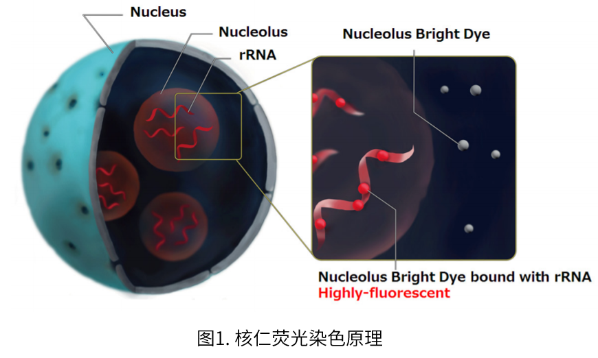 Nucleolus Bright Red试剂货号：N512 核仁荧光染色试剂-红色