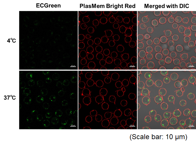 PlasMem Bright Red细胞膜染色试剂货号：P505 细胞膜染色试剂—红色