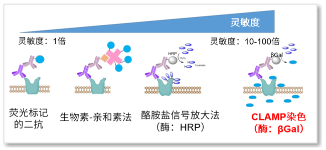 CLAMP F405-Signal Boosting货号：C554 免疫染色用蓝色荧光底物
