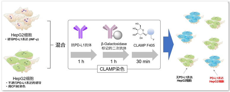 CLAMP F405-Signal Boosting货号：C554 免疫染色用蓝色荧光底物