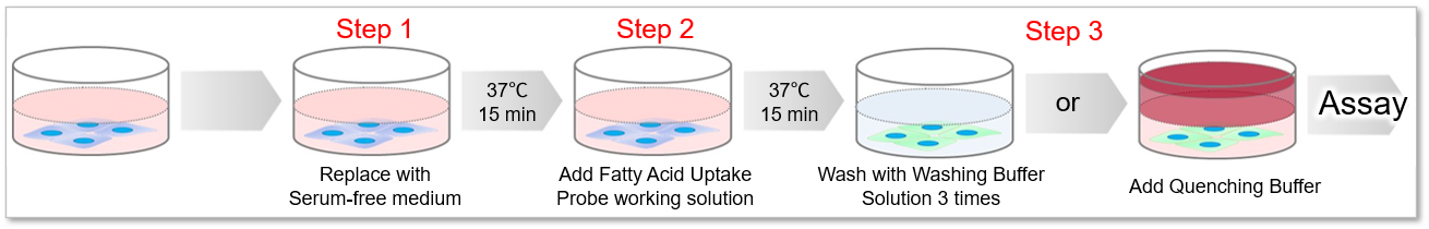 脂肪酸摄取测定试剂盒——Fatty Acid Uptake Assay Kit货号：UP07