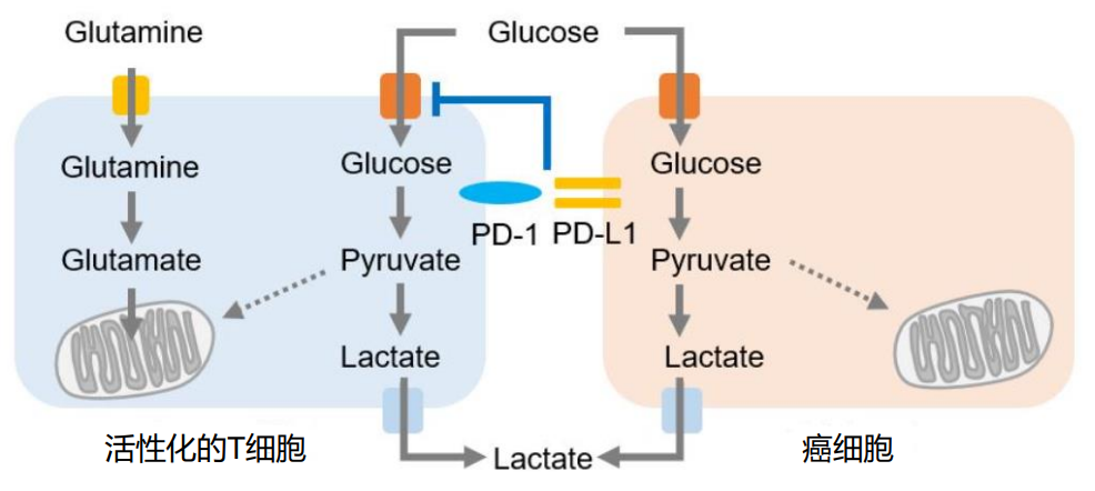 代谢 糖代谢 脂质代谢 线粒体呼吸 氨基酸代谢