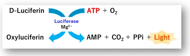 ADP/ATP比率检测试剂盒—ADP/ATP Ratio Assay Kit-Luminescence货号：A552