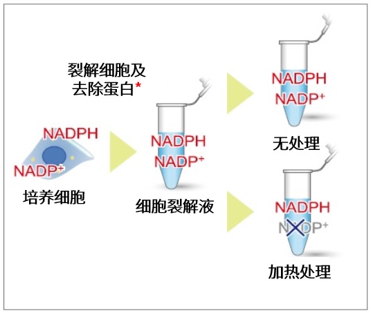 NADP/NADPH Assay Kit-WST试剂盒货号：N510