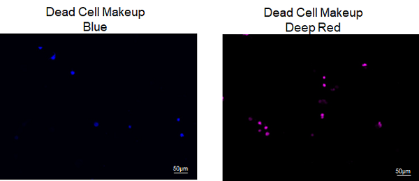 死细胞标记试剂&#8211; Deep Red货号：C556 死细胞标记试剂&#8211; Deep Red
