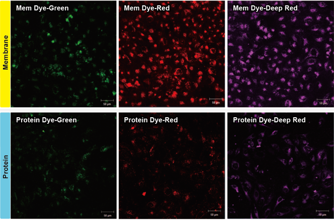 ExoSparkler Exosome Protein Labeling Kit-Deep Red试剂盒货号：EX06 外泌体蛋白质染色-深红色