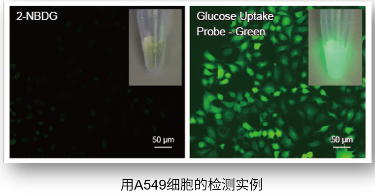 Glucose(葡萄糖)摄取能力检测试剂盒-Green货号：UP02