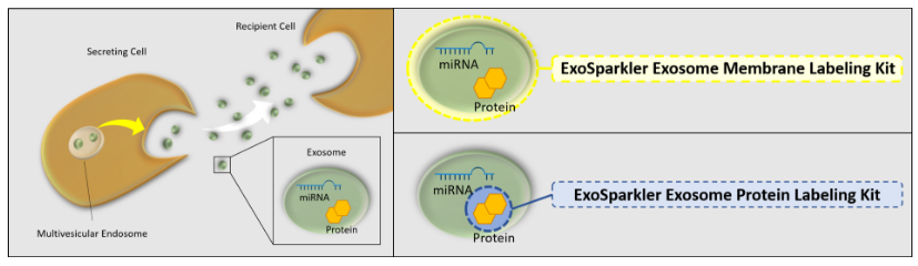 ExoSparkler Exosome Protein Labeling Kit-Deep Red试剂盒货号：EX06 外泌体蛋白质染色-深红色