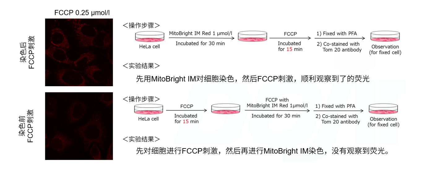 MitoBright IM Red for Immunostaining试剂货号：MT15