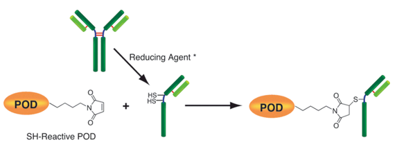 Peroxidase Labeling Kit &#8211; SH试剂盒货号：LK09 过氧化物酶标记试剂盒-巯基