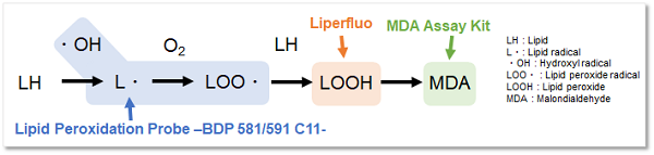 Lipid Peroxidation Probe -BDP 581/591 C11试剂货号：L267