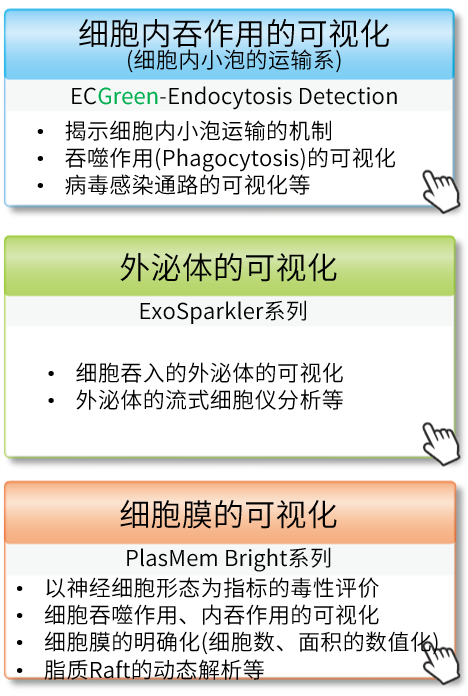 PlasMem Bright Green细胞膜染色试剂货号：P504 细胞膜染色试剂—绿色