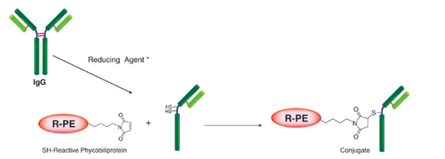 R-Phycoerythrin Labeling Kit &#8211; SH试剂盒货号：LK26 藻红蛋白标记试剂盒-巯基