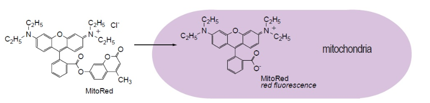 Cellstain- MitoRed试剂货号：R237