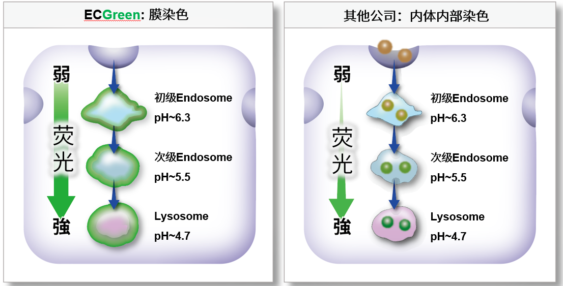 ECGreen-Endocytosis Detection试剂盒货号：E296