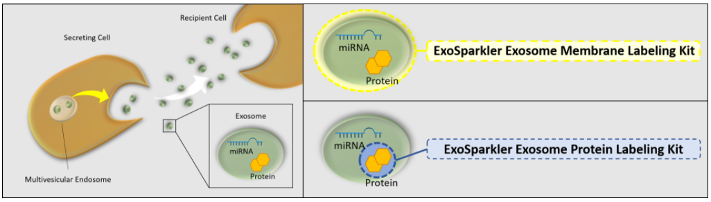 ExoSparkler Exosome Membrane Labeling Kit-Red试剂盒货号：EX02 外泌体膜染色试剂-红色