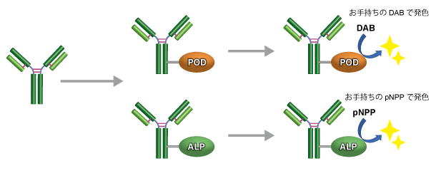 蛋白抗体标记生物素 荧光标记 酶标记物 螯合标记 藻胆蛋白 ICG标记 IgG纯化分离 交联剂