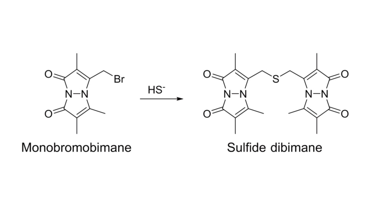 SulfoBiotics- Sulfide dibimane试剂货号：SB15 CAS号：1392113-30-2
