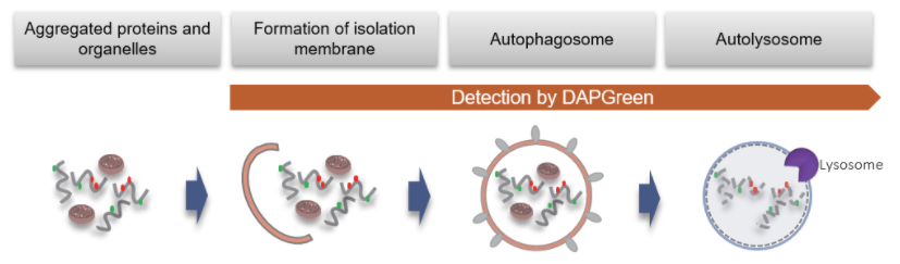 DAPGreen &#8211; Autophagy Detection 细胞自噬检测试剂货号：D676