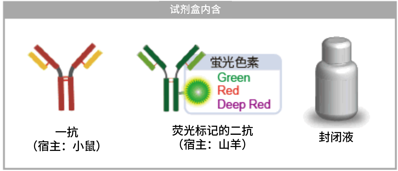DNA Damage Detection Kit &#8211; γH2AX　- Green货号：G265 DNA损伤检测试剂盒- &#8211; γH2AX　-绿色