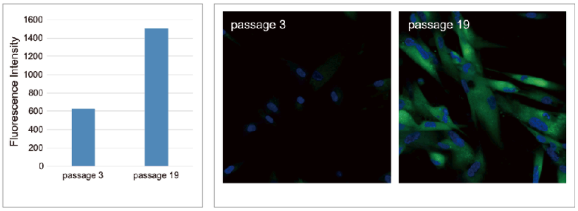 Cellular Senescence Plate Assay Kit &#8211; SPiDER-βGal试剂盒货号：SG05 细胞衰老培养板检测试剂盒