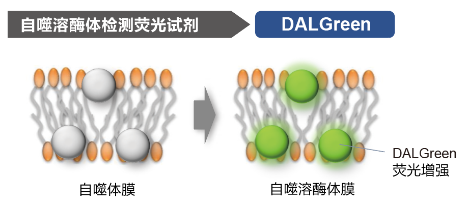 DALGreen &#8211; Autophagy Detection 细胞自噬检测试剂货号：D675